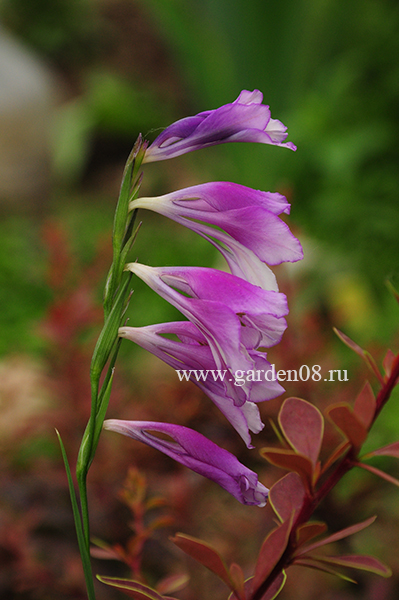 Гладиолус видовой (gladiolus)